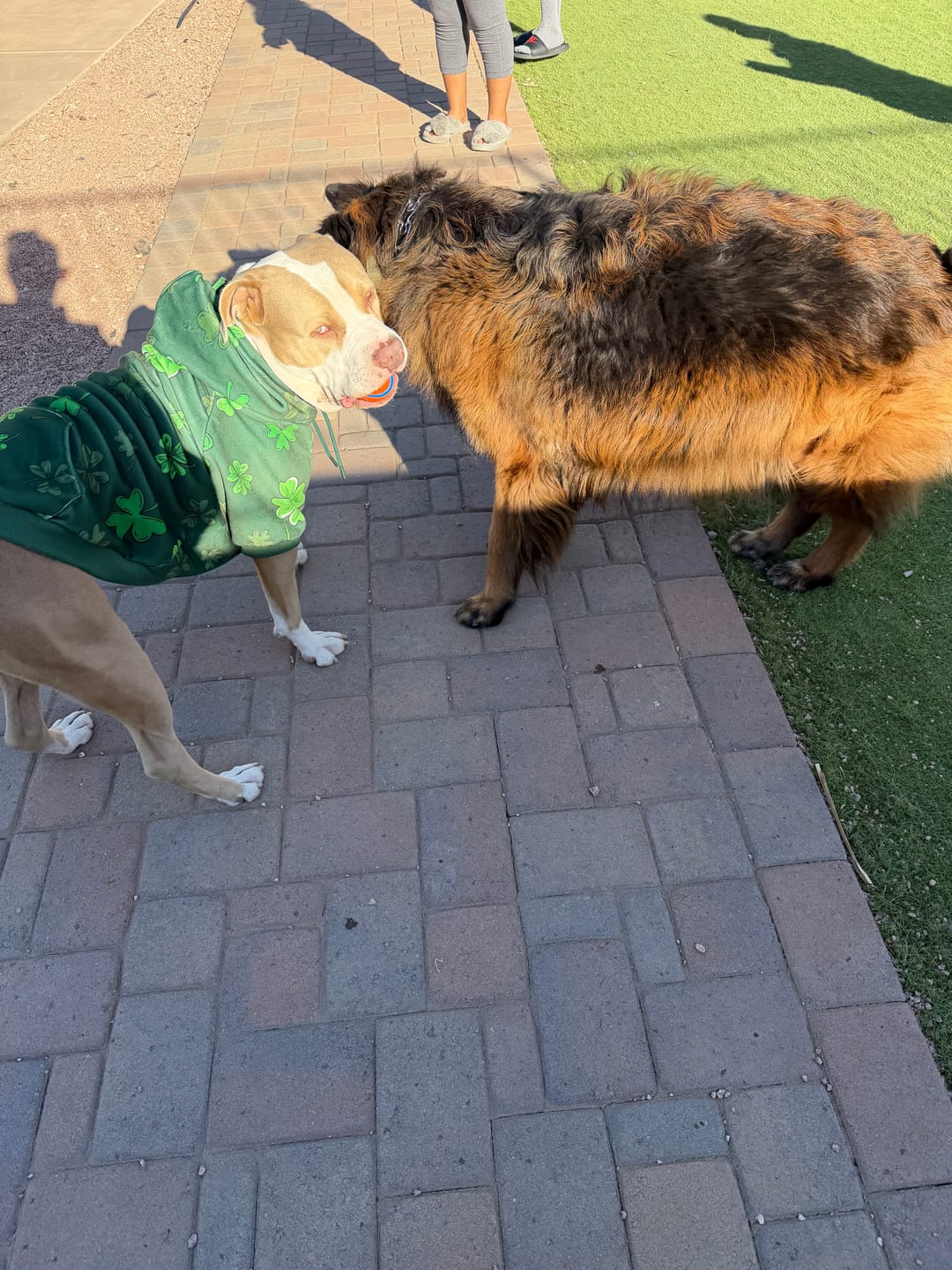 Customer photo review of St. Paddy's Dog Hoodies (Limited Edition)