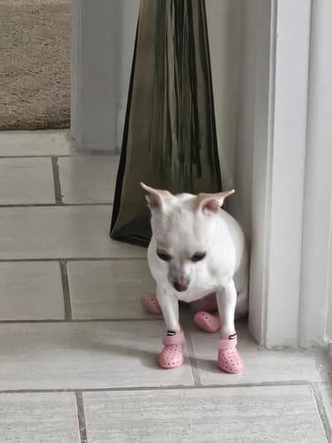 Customer photo review of WagWellies® Mojave