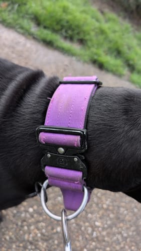 Customer photo review of 5cm Combat® Collar | With Handle & Secure Clip - Purple