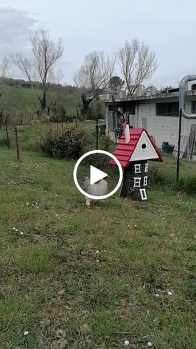 Customer video review of Gallina Decorativa in Ferro Bicolore