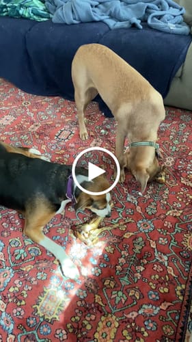 Customer video review of Large Ostrich Cane (11.5" x 5"): The Ultimate Long-Lasting Chew for Medium, Large & XL Dogs