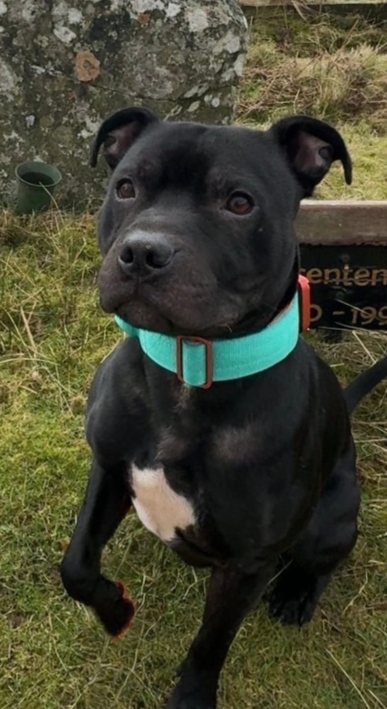 Customer photo review of 4cm LIGHTER Combat® Collar | With Handle Rated Clip - Turquoise & Orange