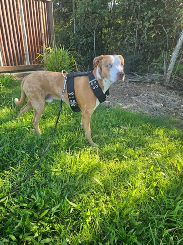 Customer photo review of SUPATUFF® Strong Dog Harness Heavy Duty - Black