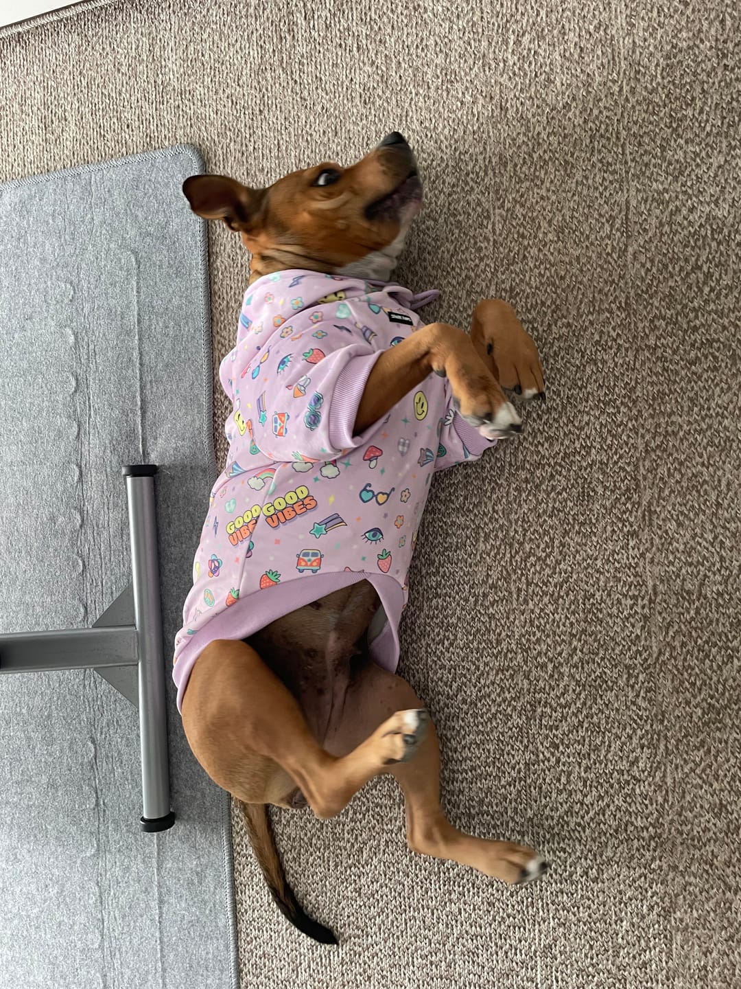 Customer photo review of Good Vibes Dog Hoodie - Purple