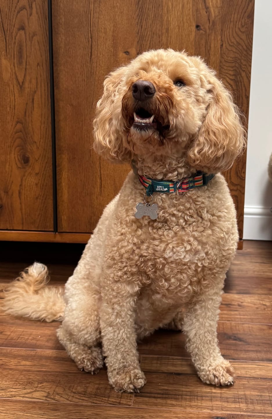 Customer photo review of Comfort Collar