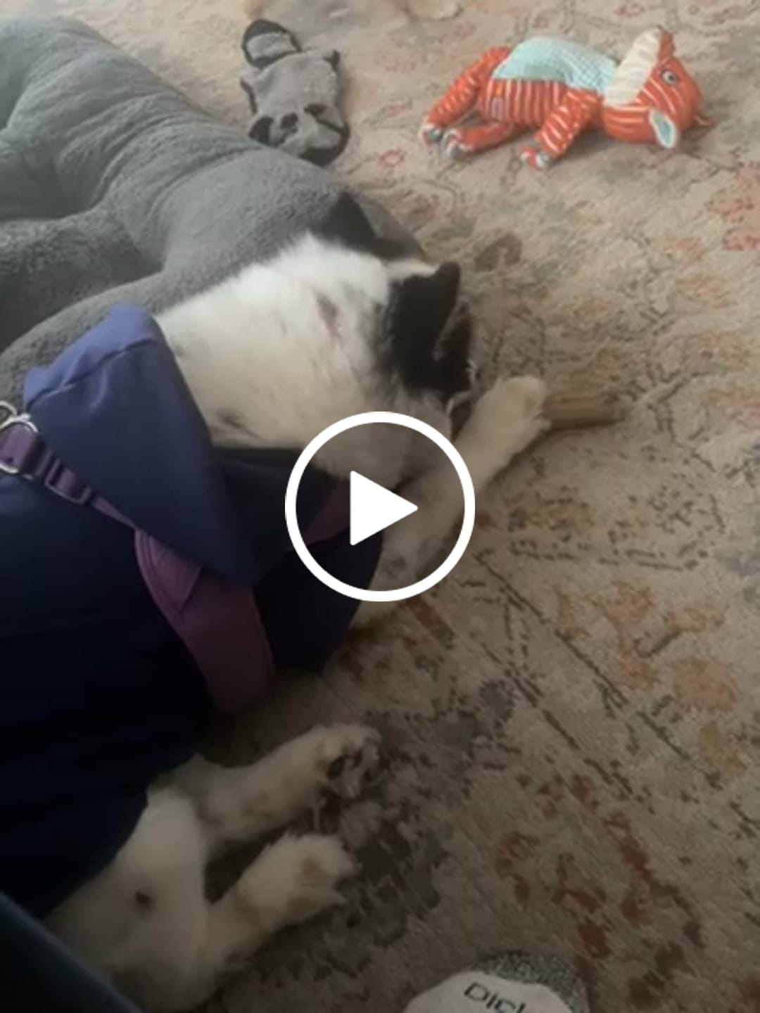 Customer video review of Ostrich Chunky Bones (5" x 2" - 2 Pack): The Long-Lasting, Flavor-Packed Bones for Medium to Large Dogs