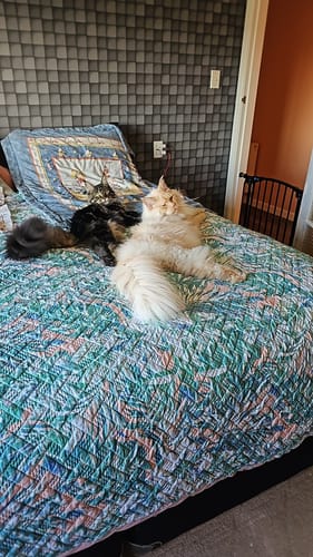 Customer photo review of Fit Litter