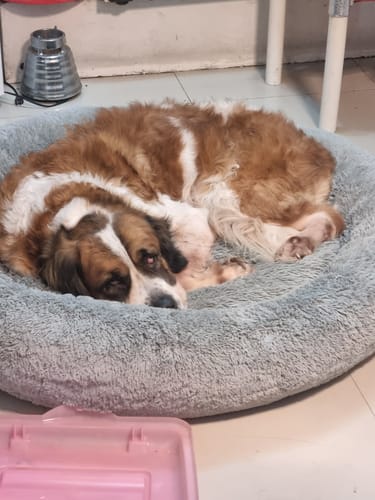 El perro de un cliente duerme acurrucado en su suave Cama Antiestrés gris, que se ve cómoda y afelpada.