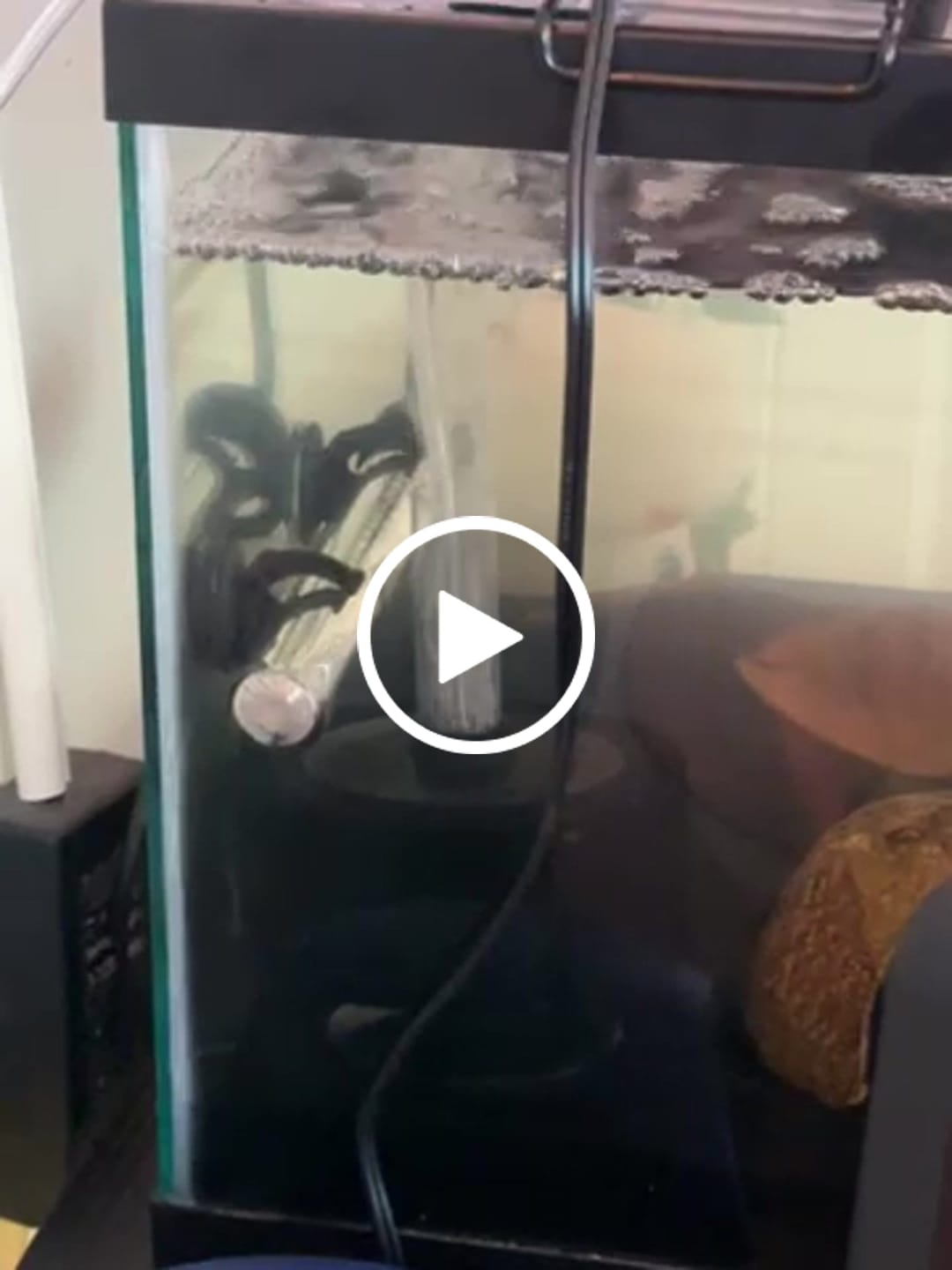 Customer video review of Wild Alien Green Male Betta Fish