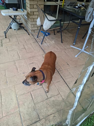 Customer photo review of FluffGuard - 12 Months Bug Free Collar