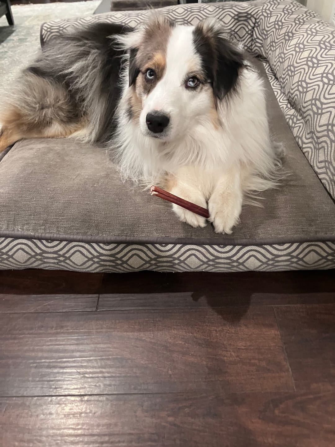 Customer photo review of 6 Inch Standard Bully Stick