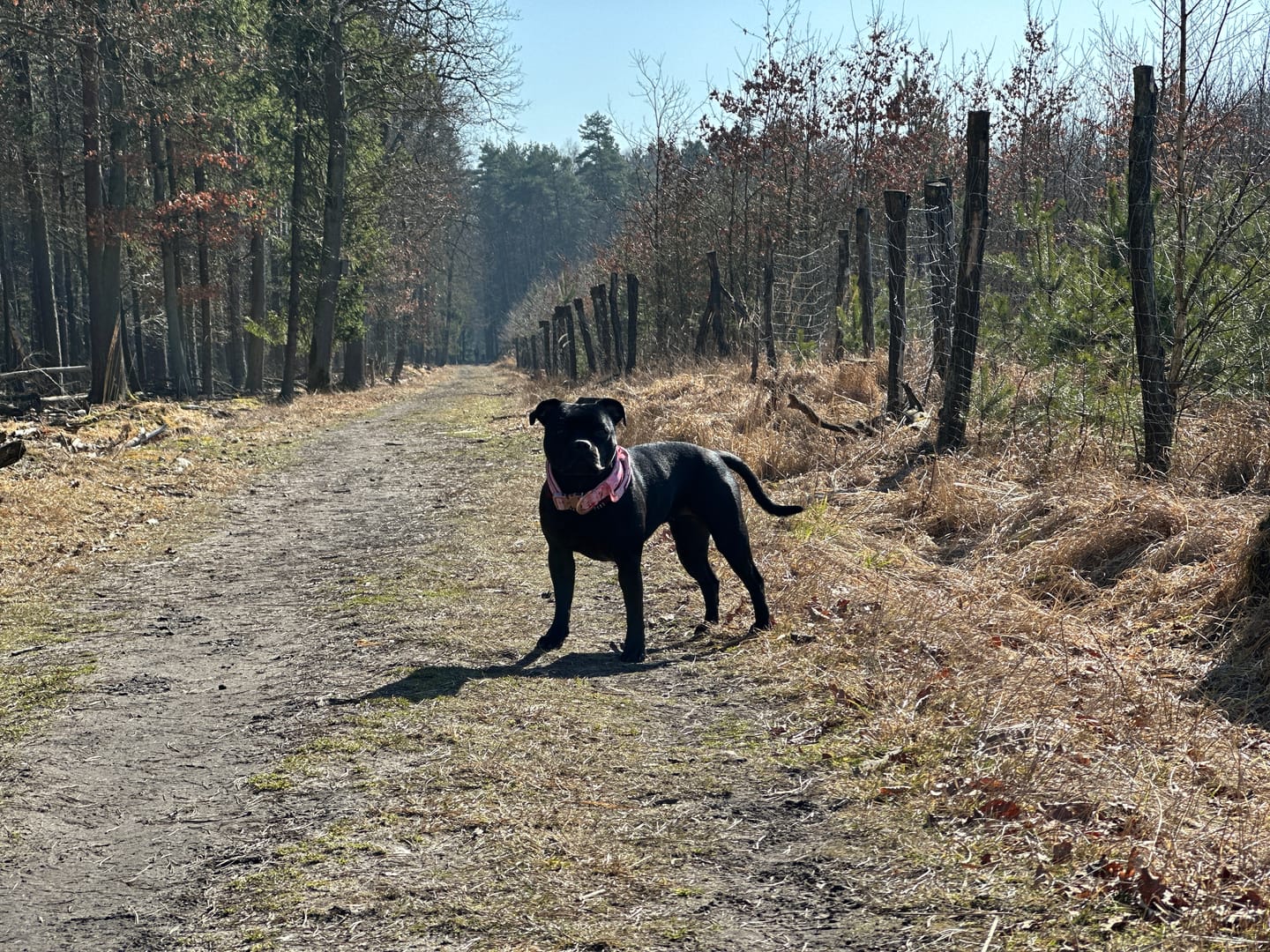 Customer photo review of 5cm Lighter Combat® Collar | Light Love Edition