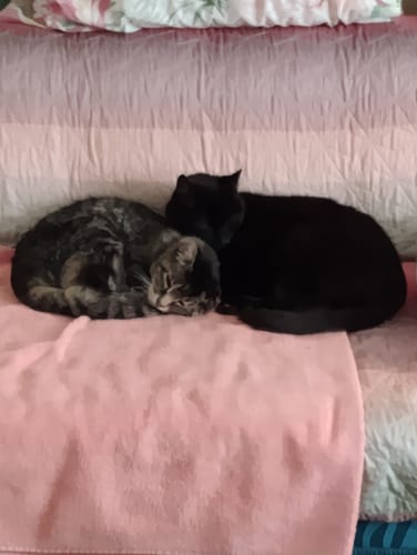 Customer photo review of 1x Blisso Advanced Cat Probiotic