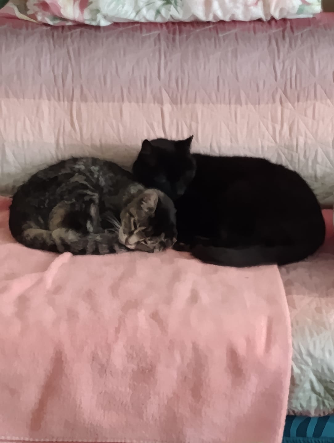 Customer photo review of 1x Blisso Advanced Cat Probiotic