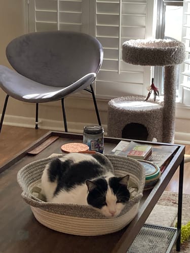 Customer photo review of Instinct Basket | Handwoven & Chemical-Free Cat Territory