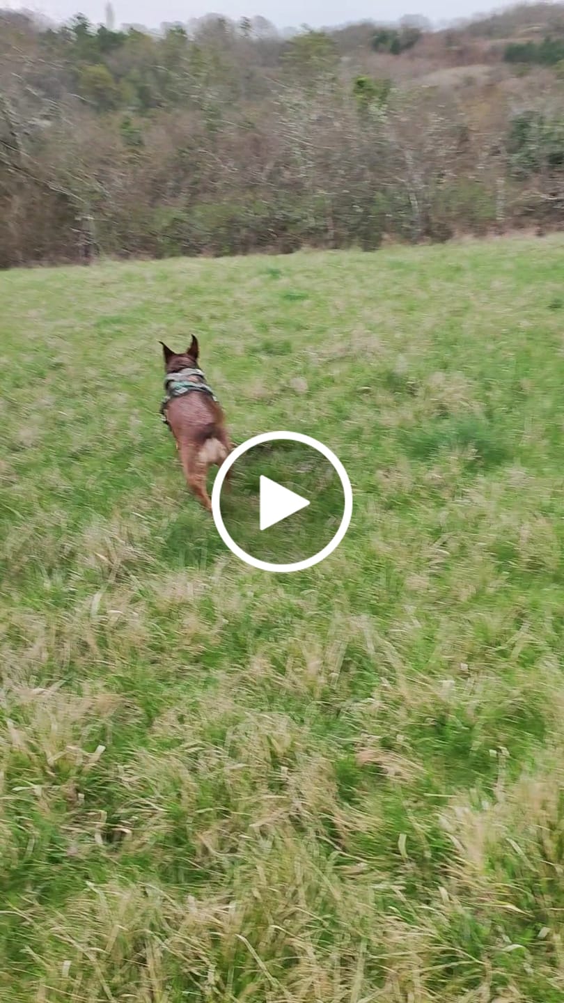 Customer video review of Apex® Harness