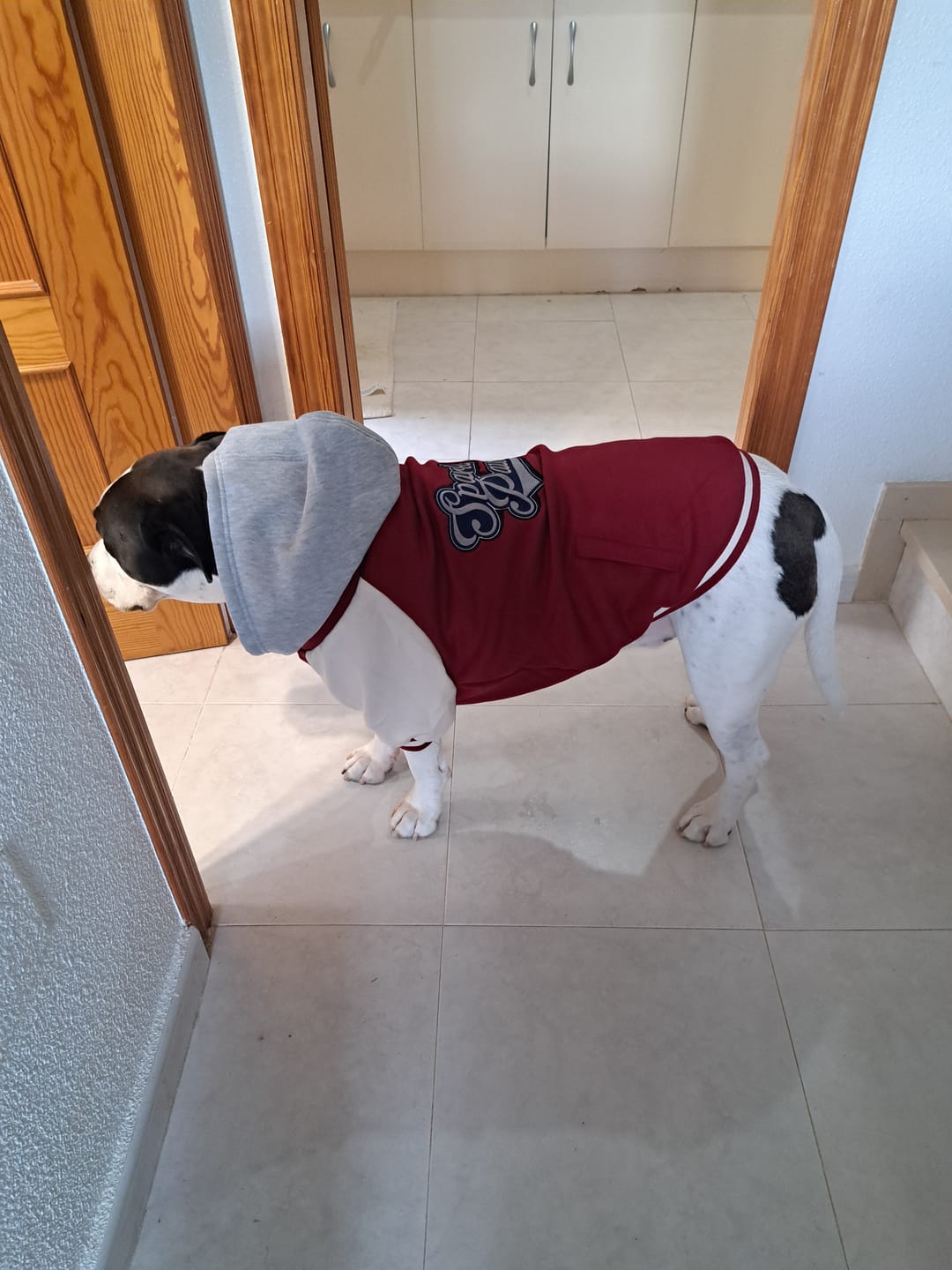 Customer photo review of Dog Varsity Jackets