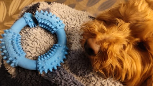 Customer photo review of Gnaw Guard Foam Toys