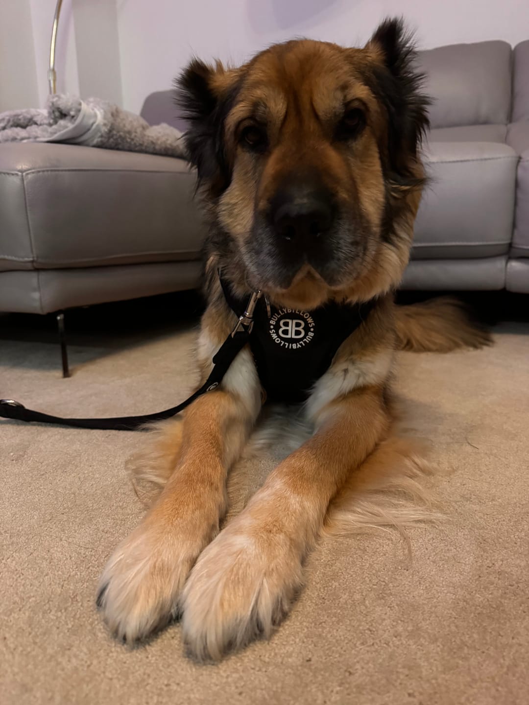 Customer photo review of Comfort Premium Harness | Non Restrictive - Black