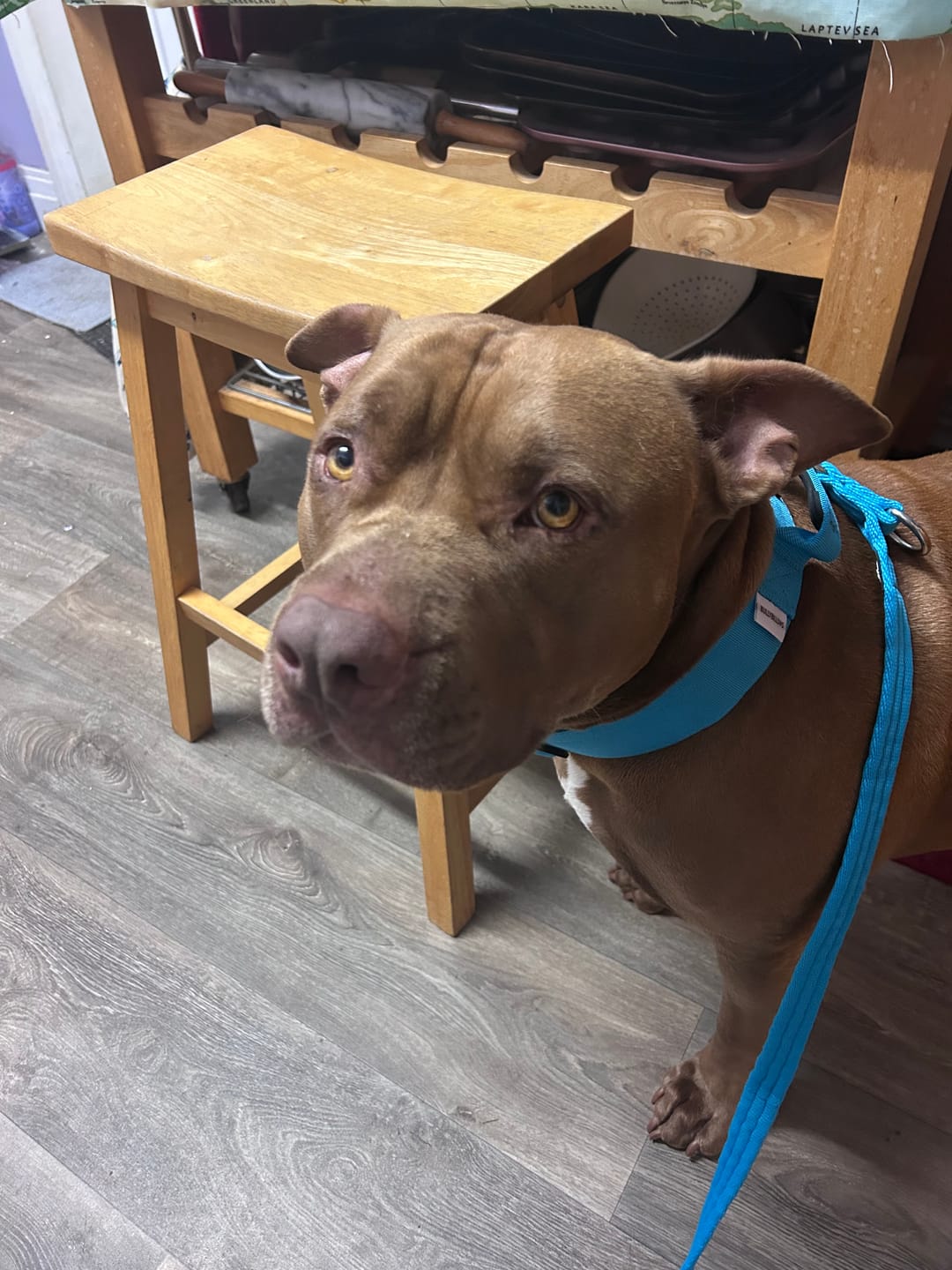 Customer photo review of 5cm Combat® Collar | With Handle & Secure Clip - Light Blue