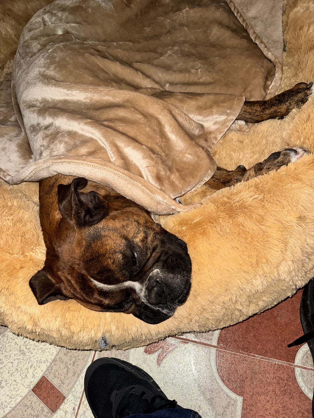 Customer photo review of Manta Relajante para Mascotas