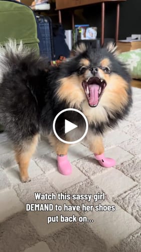 Customer video review of WagWellie® Single