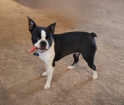 Customer's black and white dog standing on a carpet with a Long-Lasting Yak Chew in its mouth.