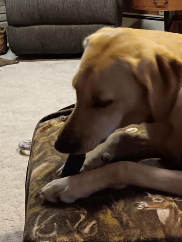 Customer's yellow dog lying on a patterned cushion while chewing a Long-Lasting Yak Chew.