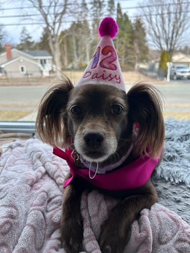 Customer photo review of Lite Personalized Dog Party Pack