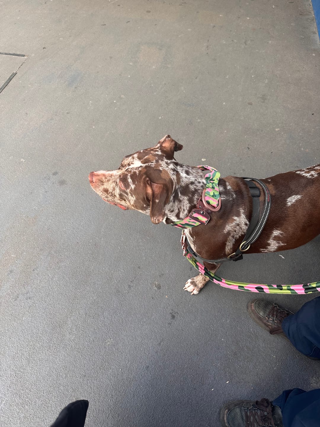 Customer photo review of 5cm Lighter Combat® Collar | Pink Camouflage