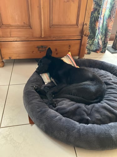 Kunde zeigt seinen Hund, der entspannt im flauschigen, grauen Hundebett Fluffy Deluxe schläft.