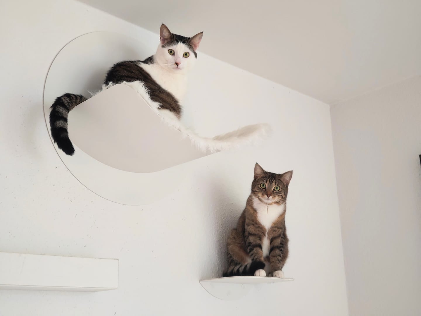 Customer photo review of STYA Katzen Kletterwand | Hängematte WL110
