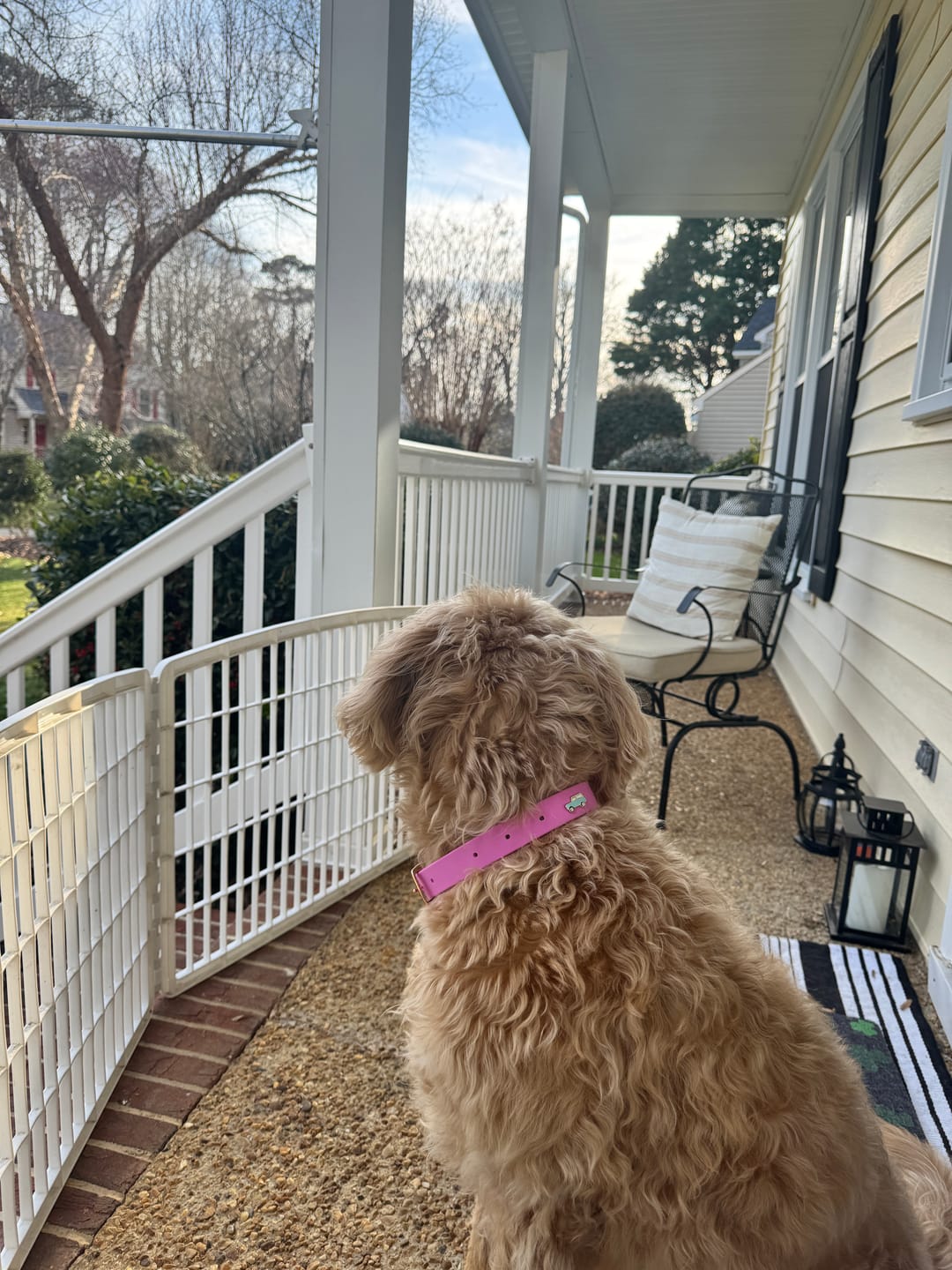 Customer photo review of Moodies Collar