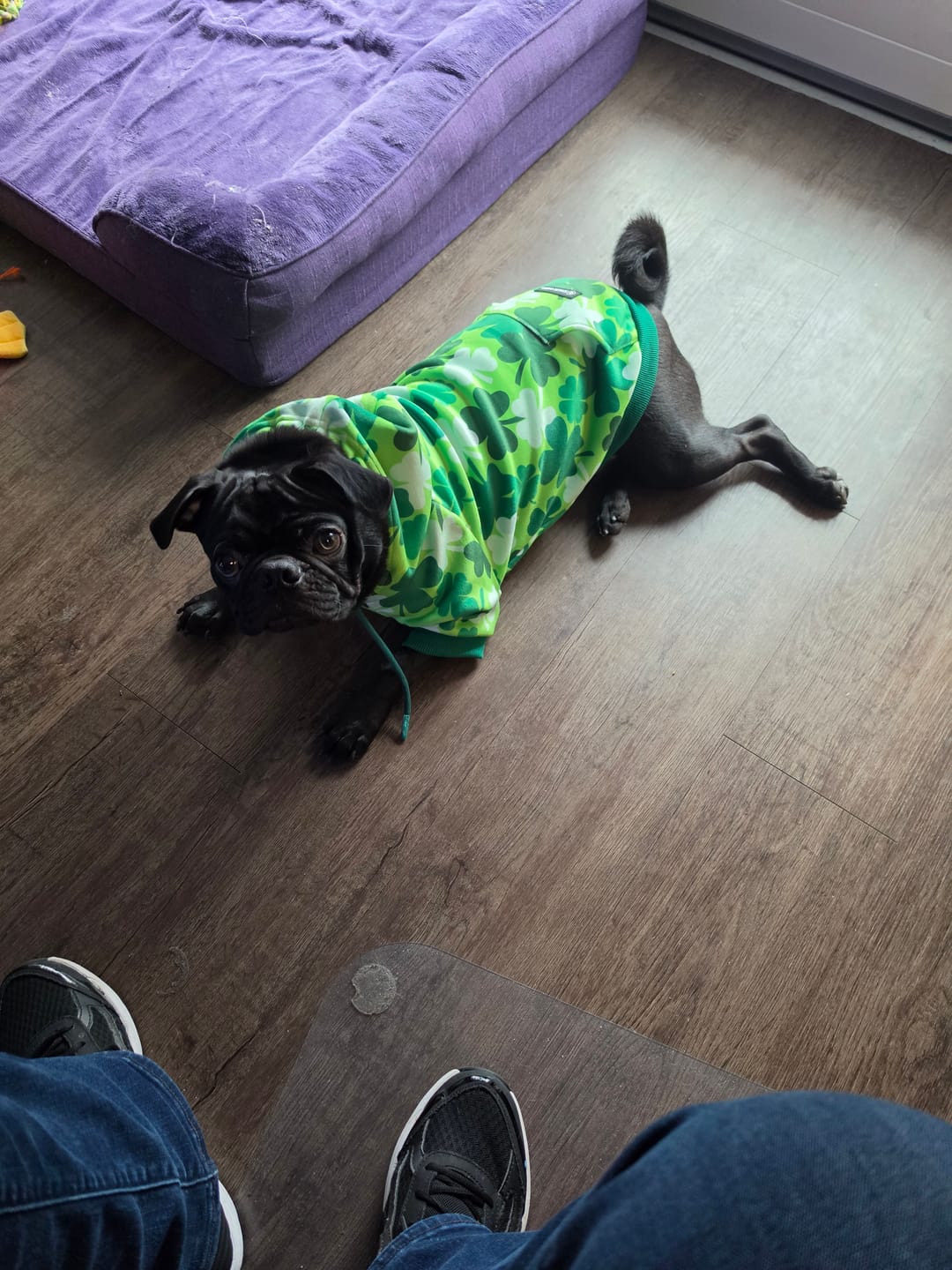 Customer photo review of St. Paddy's Dog Hoodie - Shamrocks (Limited Edition)