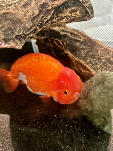 Close-up of a customer's orange and white LionChu Ranchu Goldfish resting on dark gravel in an aquarium.
