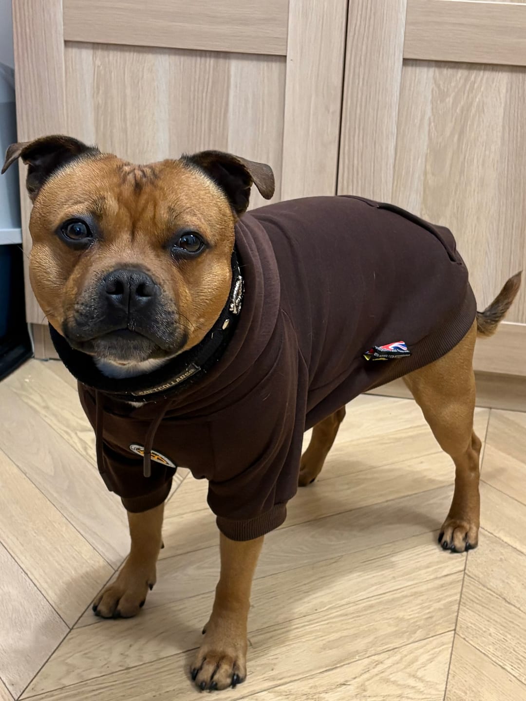 Customer photo review of Staffordshire Bull Terrier 1935® Hoodies - Choco