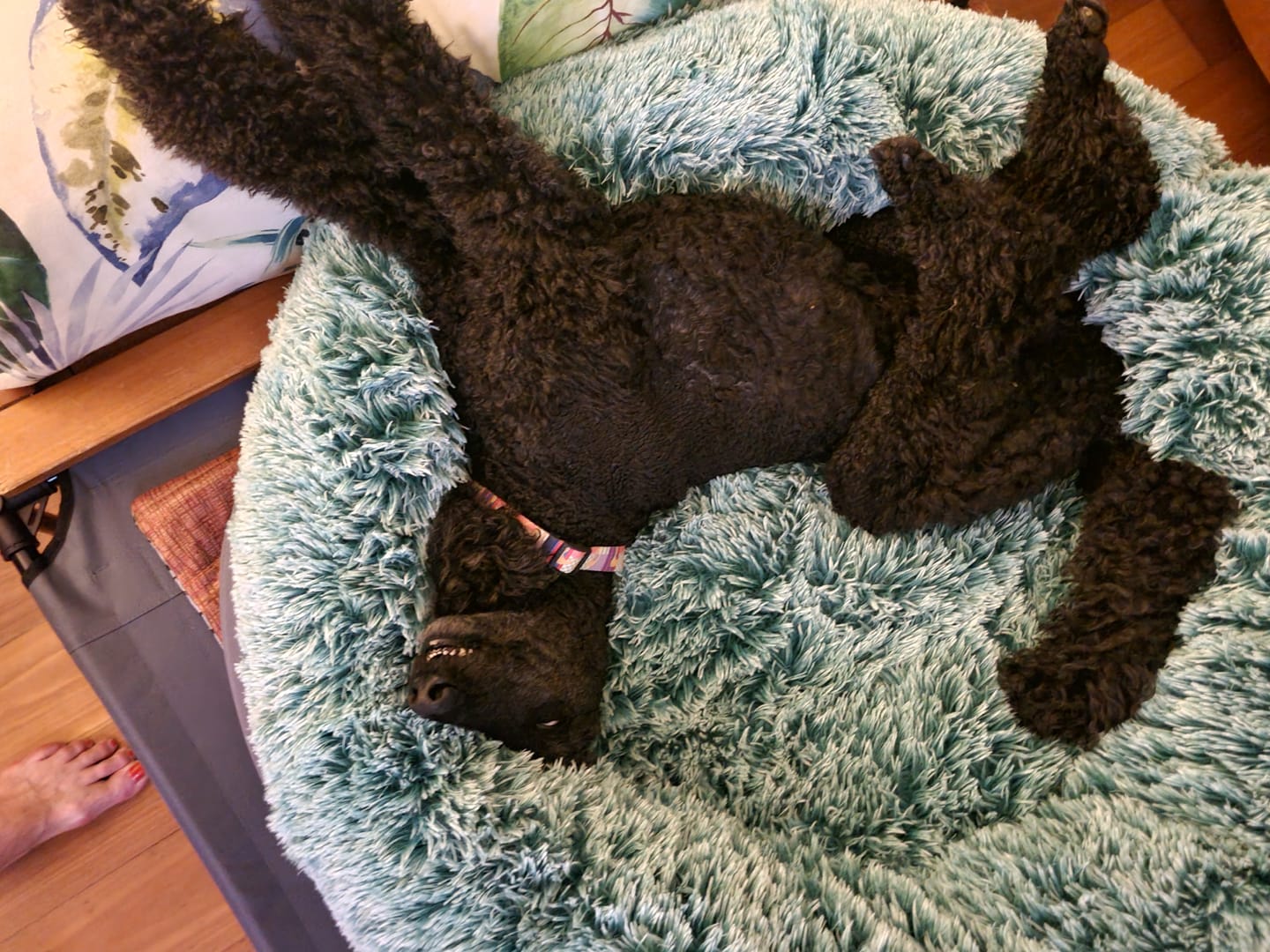 Customer photo review of Elevated Pet Bed Raised Dog Bed Heavy Duty Outdoor Cooling Portable Bed