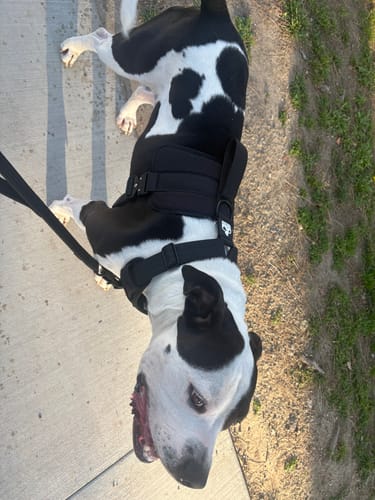 Customer photo review of Matching Black 6' Bully Proof Leash
