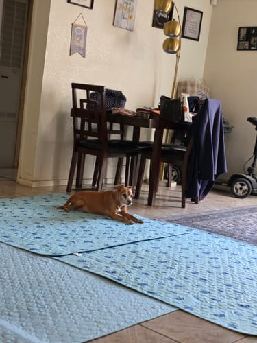 Customer's small dog lying on two light-blue Potty Buddy pads spread across a tiled floor.