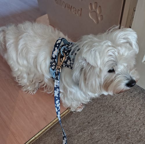 Customer's Westie wearing the blue, daisy-print Trail & Glow Dog Harness and matching lead while standing indoors.