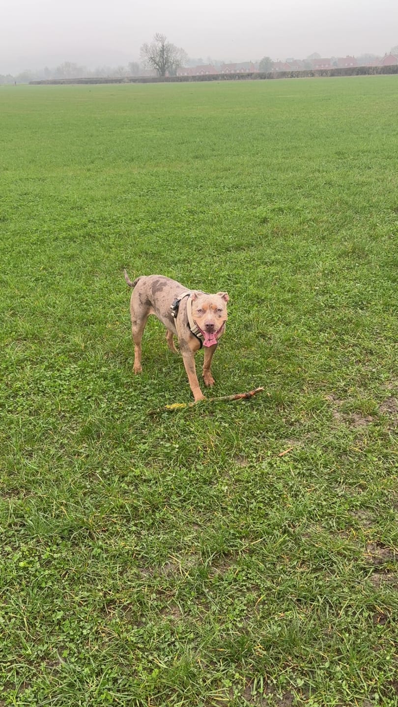 Customer photo review of Comfort Premium Harness | Non Restrictive - Tan