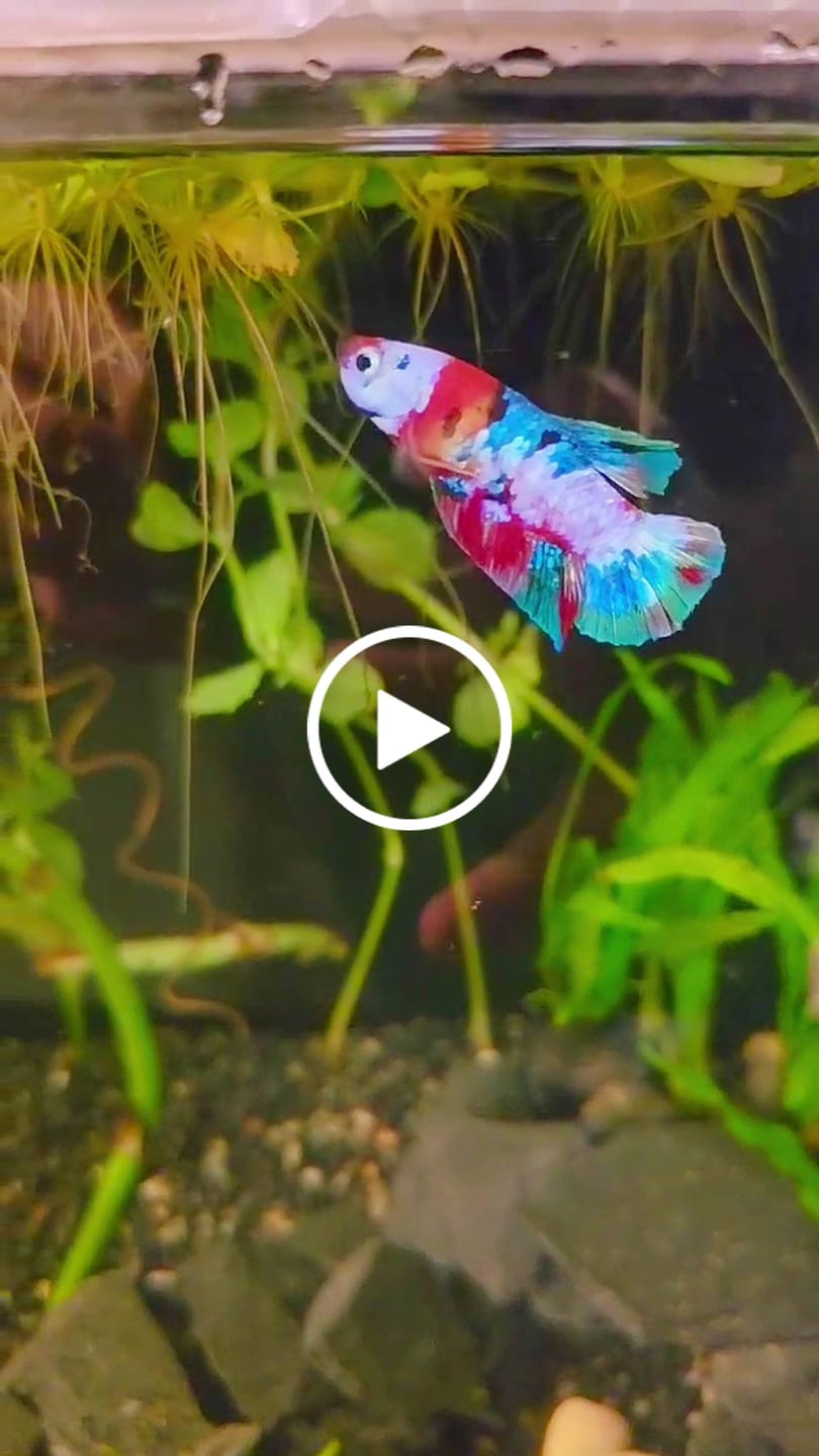 Customer video review of Koi Multicolor Candy Plakat Male Betta Fish | High Grade | Mystery Betta