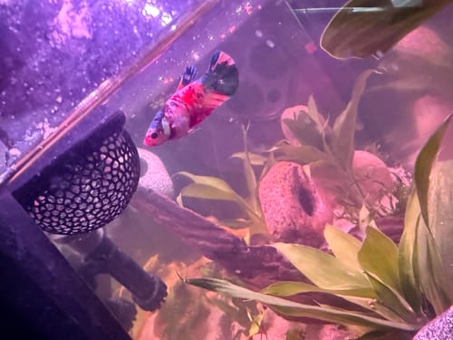 Customer's colorful Koi Nemo Female Betta swimming in a planted tank with purple lighting.