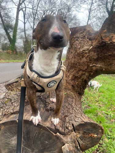 Customer photo review of Comfort Premium Harness | Non Restrictive - Tan