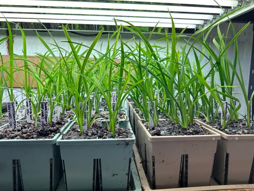 Customer's 4-Cell Seed Starter Sets with healthy green seedlings growing under a light.