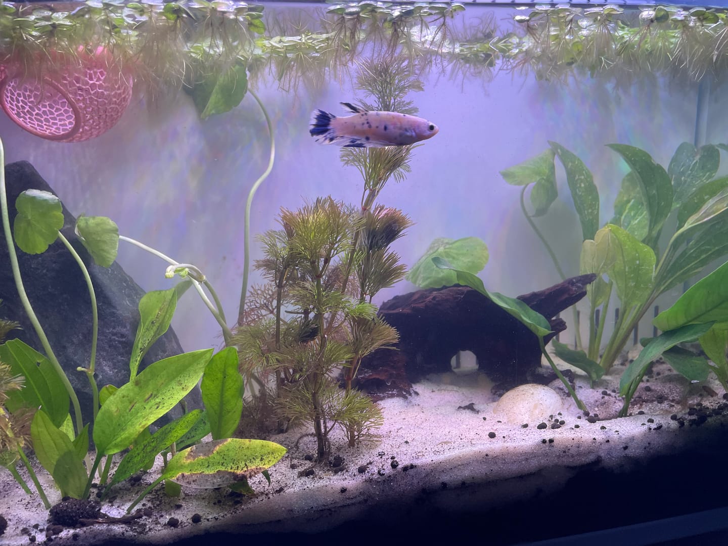 Customer photo review of Female Betta Fish Marble Dot Moo Cow Plakat