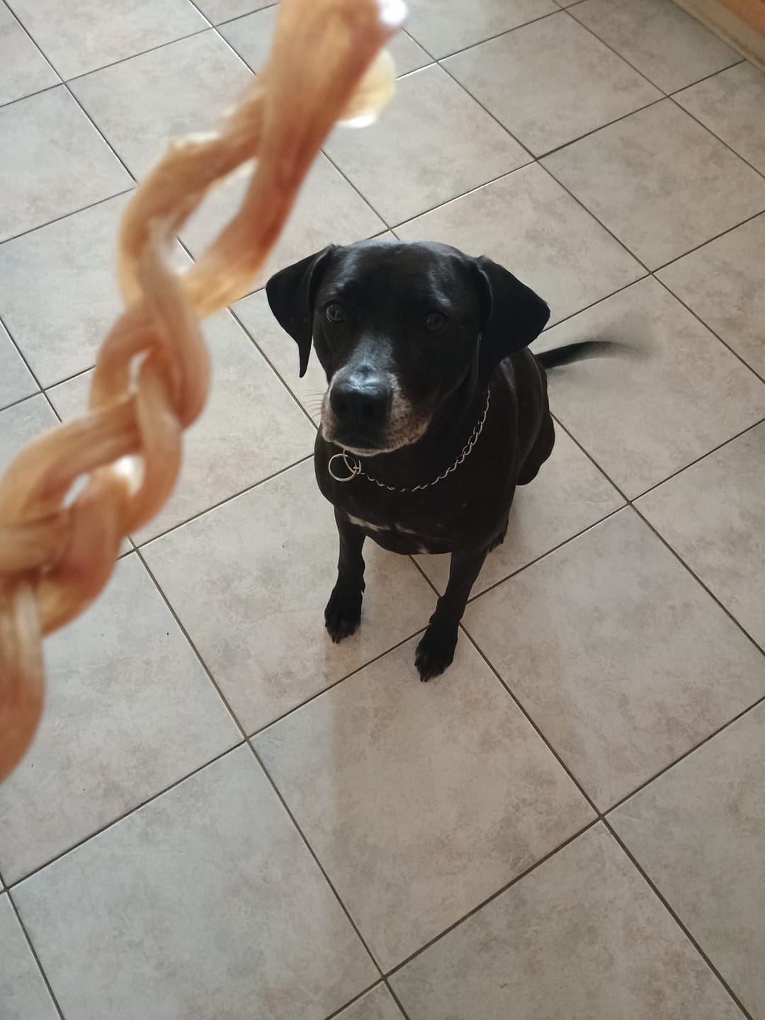 Customer photo review of Ostrich Tendon Twister (16" x 2.5" x 1"): The Satisfying, All-Natural Chew for Dental Health & Joint Support