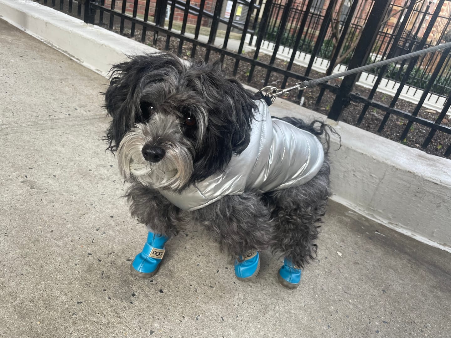 Customer photo review of Stylish Winter Dog Boots