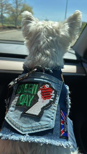 Customer photo review of Green Day Harness