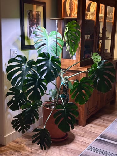 Customer's large, healthy Monstera plant in a terracotta pot, showing results from using the Plant Food.